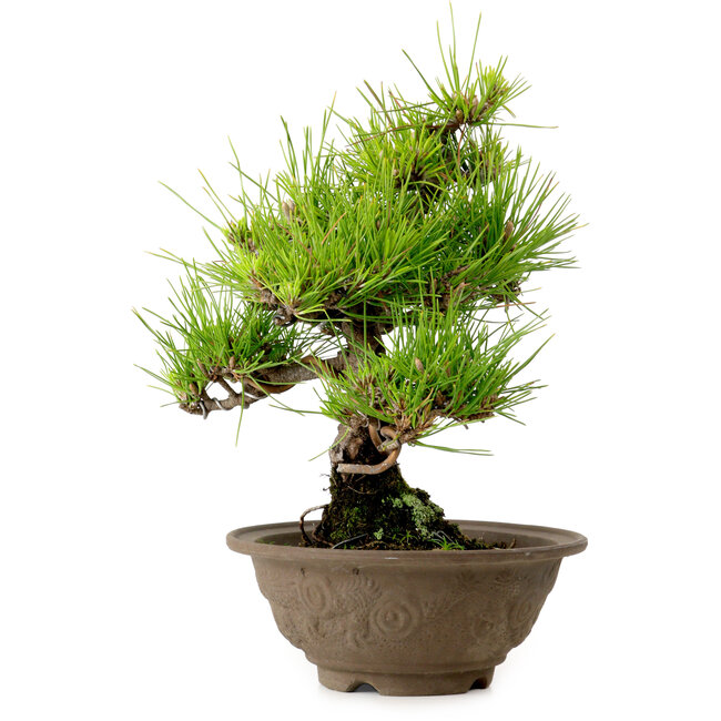 Pinus thunbergii, 28 cm, ± 15 years old, with a nebari of 6 cm