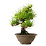 Pinus thunbergii, 28 cm, ± 15 years old, with a nebari of 6 cm
