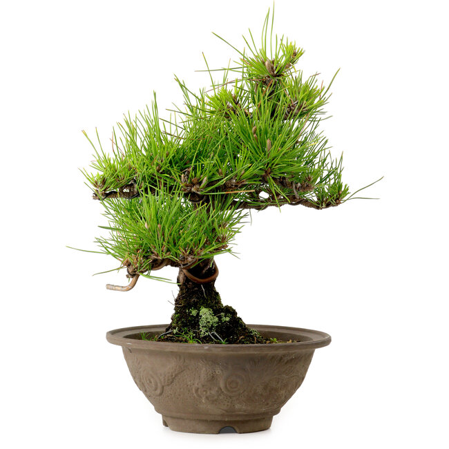 Pinus thunbergii, 28 cm, ± 15 years old, with a nebari of 6 cm