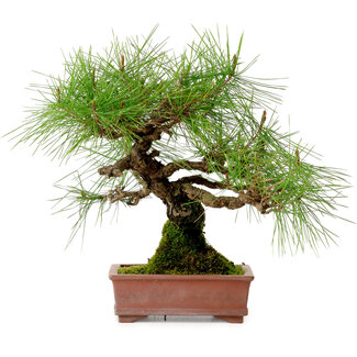 Pinus densiflora, 22 cm, ± 20 jaar oud