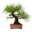 Pinus densiflora, 22 cm, ± 20 years old, with a nebari of 6 cm