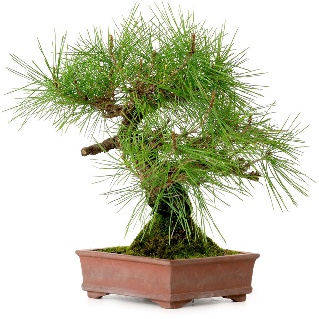 Pinus densiflora, 22 cm, ± 20 años de edad, con un nebari de 6 cm