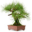Pinus densiflora, 22 cm, ± 20 años de edad, con un nebari de 6 cm