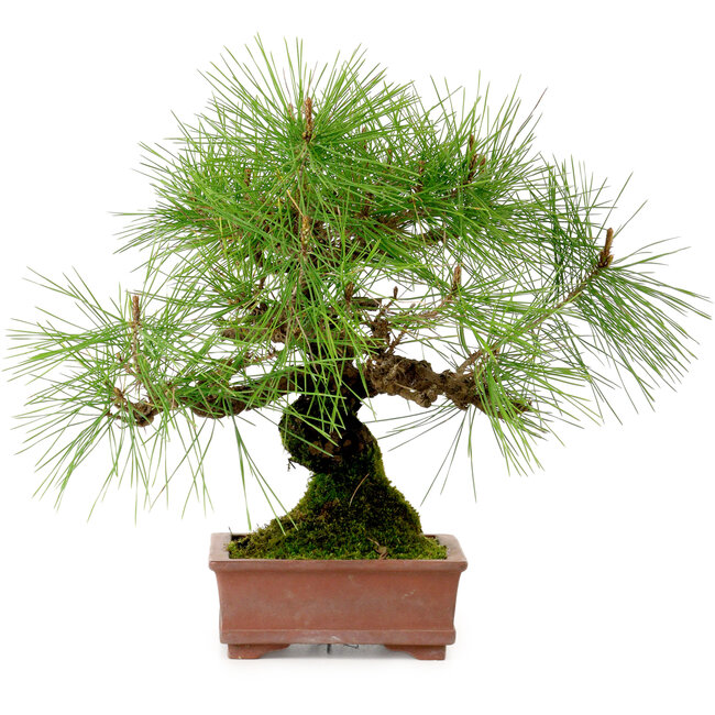Pinus densiflora, 22 cm, ± 20 años de edad, con un nebari de 6 cm