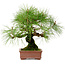 Pinus densiflora, 22 cm, ± 20 jaar oud, met een nebari van 6 cm