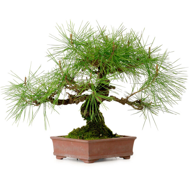 Pinus densiflora, 22 cm, ca. 20 Jahre alt, mit einem Wurzelhals von 6 cm