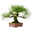 Pinus densiflora, 22 cm, ± 20 jaar oud, met een nebari van 6 cm