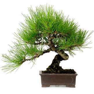 Pinus thunbergii, 24 cm, ± 15 anni