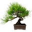Pinus thunbergii, 24 cm, ± 15 anni, con nebari di 4 cm