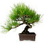 Pinus thunbergii, 24 cm, ± 15 jaar oud, met een nebari van 4 cm.