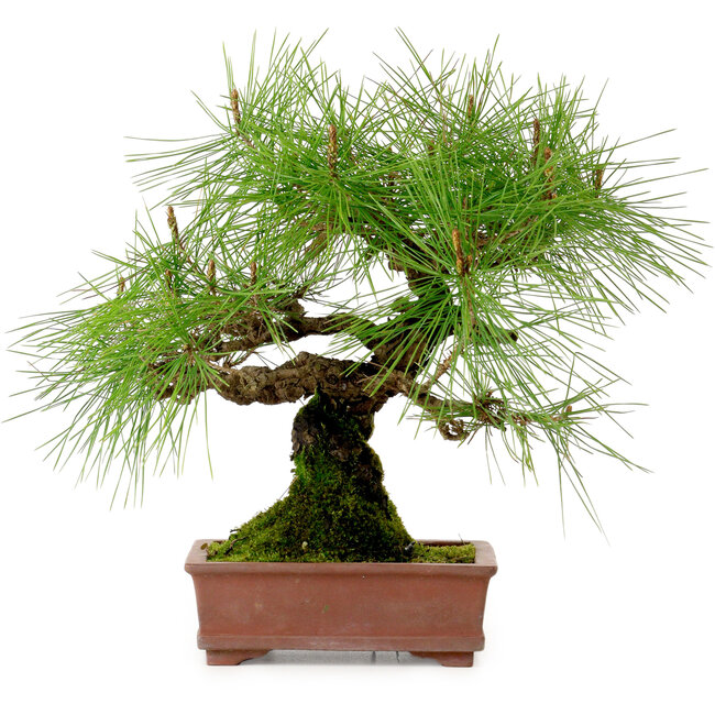 Pinus densiflora, 22 cm, ± 20 ans, avec un nebari de 6 cm
