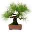 Pinus densiflora, 22 cm, ca. 20 Jahre alt, mit einem Wurzelhals von 6 cm