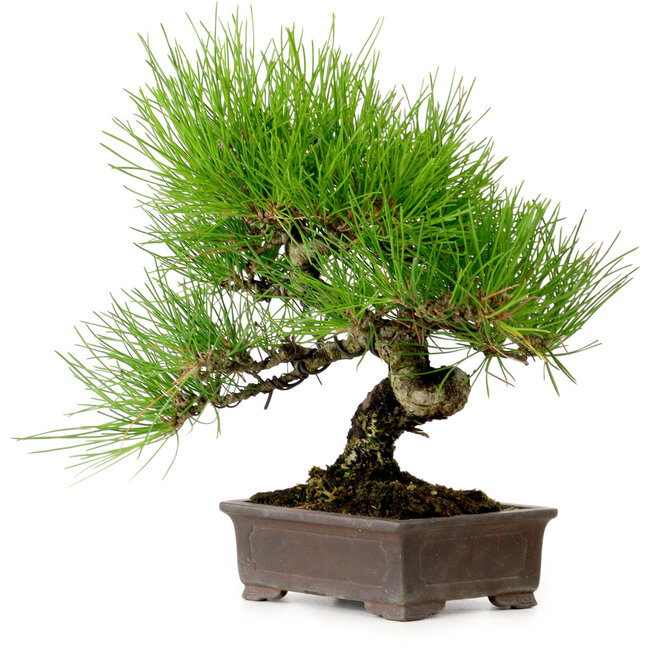 Pinus thunbergii, 24 cm, ± 15 años de edad, con un nebari de 4 cm.