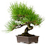 Pinus thunbergii, 24 cm, ± 15 ans, avec un nebari de 4 cm