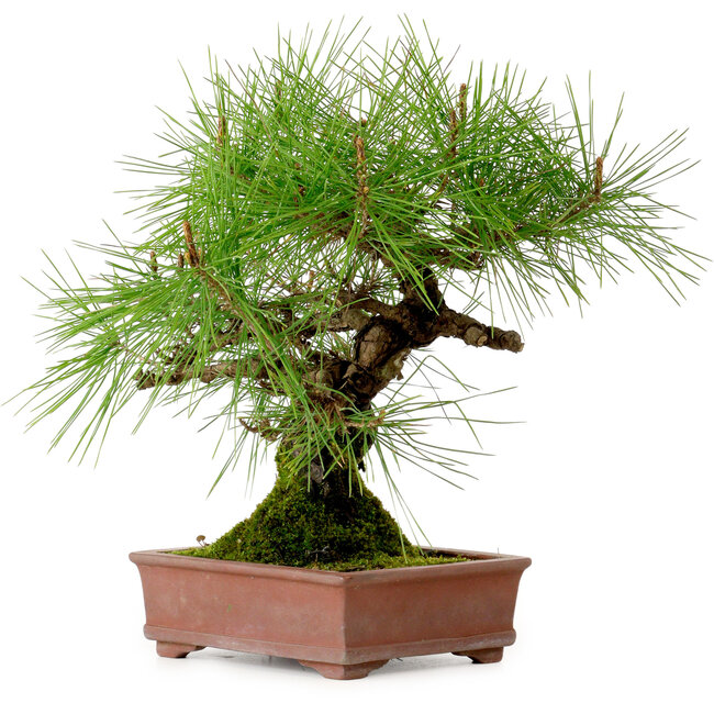 Pinus densiflora, 22 cm, ± 20 años de edad, con un nebari de 6 cm