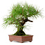 Pinus densiflora, 22 cm, ± 20 jaar oud, met een nebari van 6 cm