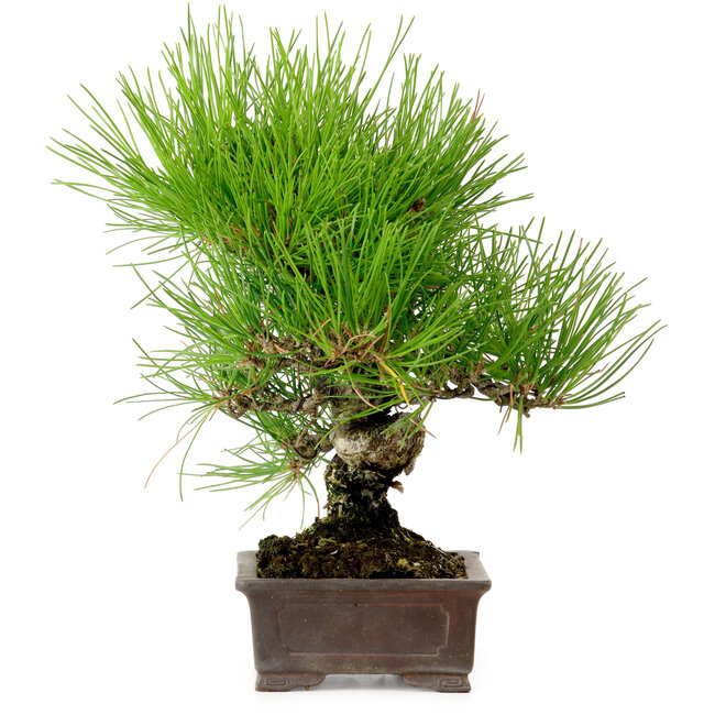 Pinus thunbergii, 24 cm, ± 15 jaar oud, met een nebari van 4 cm.