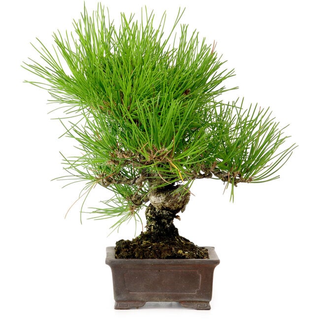 Pinus thunbergii, 24 cm, ± 15 years old, with a nebari of 4 cm