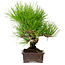 Pinus thunbergii, 24 cm, ± 15 ans, avec un nebari de 4 cm