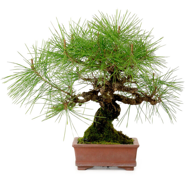 Pinus densiflora, 22 cm, ± 20 años de edad, con un nebari de 6 cm