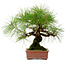 Pinus densiflora, 22 cm, ± 20 jaar oud, met een nebari van 6 cm