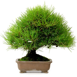 Taisho-en Pinus thunbergii, 22 cm, ± 30 jaar oud