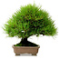 Pinus thunbergii, 22 cm, ± 30 jaar oud, uit de tuin van Taisho-En, met een nebari van 8 cm.