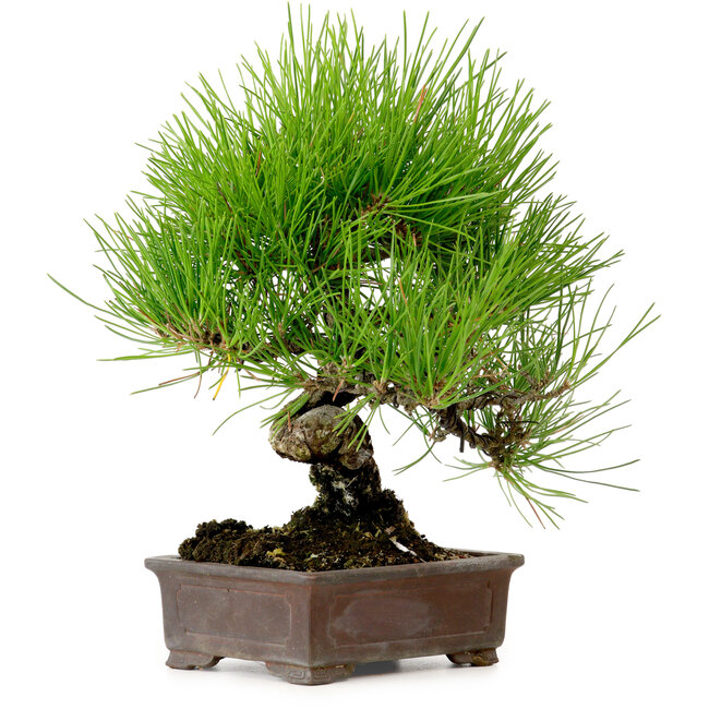 Pinus thunbergii, 24 cm, ± 15 jaar oud, met een nebari van 4 cm.