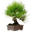 Pinus thunbergii, 24 cm, ± 15 anni, con nebari di 4 cm