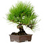 Pinus thunbergii, 24 cm, ca. 15 Jahre alt, mit einem Wurzelhals von 4 cm