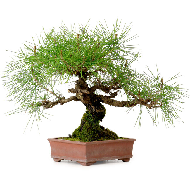 Pinus densiflora, 22 cm, ± 20 jaar oud, met een nebari van 6 cm