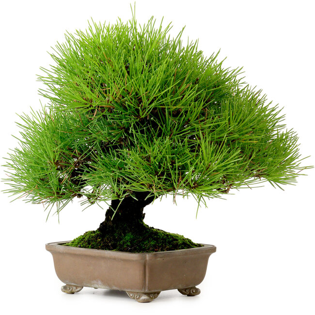 Pinus thunbergii, 22 cm, ± 30 jaar oud, uit de tuin van Taisho-En, met een nebari van 8 cm.