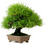 Pinus thunbergii, 22 cm, ca. 30 Jahre alt, aus dem Garten von Taisho-En, mit einem Wurzelansatz von 8 cm