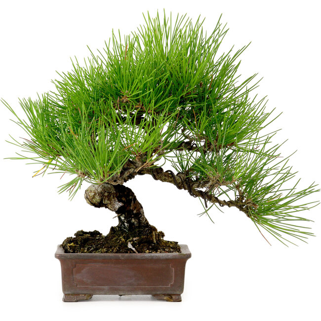 Pinus thunbergii, 24 cm, ± 15 jaar oud, met een nebari van 4 cm.