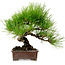 Pinus thunbergii, 24 cm, ± 15 anni, con nebari di 4 cm