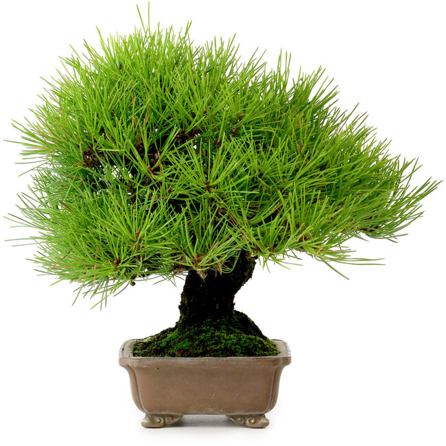 Pinus thunbergii, 22 cm, ± 30 anni, dal giardino di Taisho-En, con un nebari di 8 cm