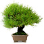 Pinus thunbergii, 22 cm, ± 30 ans, provenant du jardin de Taisho-En, avec un nebari de 8 cm