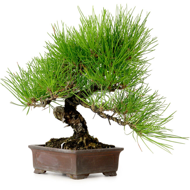 Pinus thunbergii, 24 cm, ca. 15 Jahre alt, mit einem Wurzelhals von 4 cm