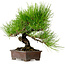 Pinus thunbergii, 24 cm, ca. 15 Jahre alt, mit einem Wurzelhals von 4 cm