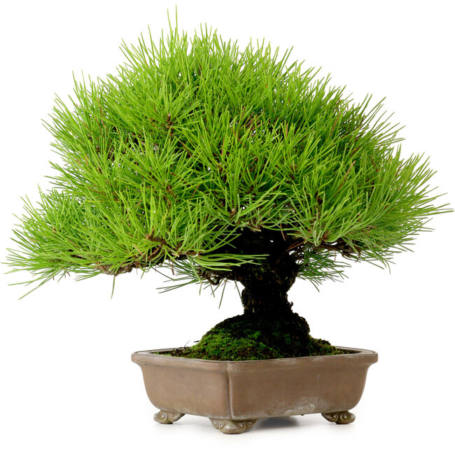 Pinus thunbergii, 22 cm, ± 30 jaar oud, uit de tuin van Taisho-En, met een nebari van 8 cm.
