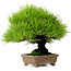 Pinus thunbergii, 22 cm, ± 30 jaar oud, uit de tuin van Taisho-En, met een nebari van 8 cm.