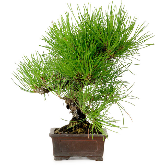 Pinus thunbergii, 24 cm, ± 15 jaar oud, met een nebari van 4 cm.