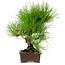 Pinus thunbergii, 24 cm, ± 15 jaar oud, met een nebari van 4 cm.