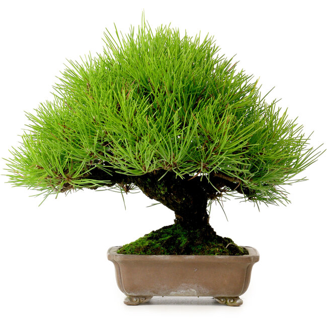 Pinus thunbergii, 22 cm, ± 30 jaar oud, uit de tuin van Taisho-En, met een nebari van 8 cm.
