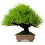 Pinus thunbergii, 22 cm, ± 30 jaar oud, uit de tuin van Taisho-En, met een nebari van 8 cm.