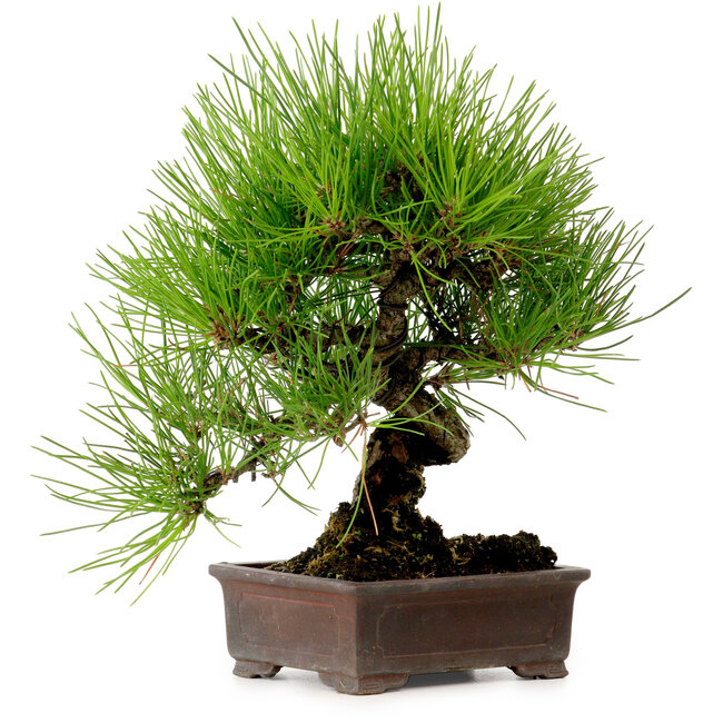 Pinus thunbergii, 24 cm, ± 15 jaar oud, met een nebari van 4 cm.
