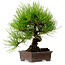 Pinus thunbergii, 24 cm, ± 15 jaar oud, met een nebari van 4 cm.