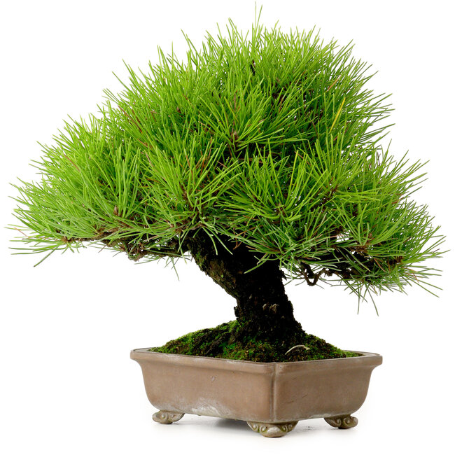 Pinus thunbergii, 22 cm, ± 30 ans, provenant du jardin de Taisho-En, avec un nebari de 8 cm