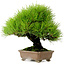 Pinus thunbergii, 22 cm, ± 30 anni, dal giardino di Taisho-En, con un nebari di 8 cm