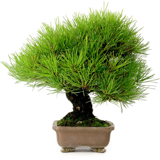Pinus thunbergii, 22 cm, ca. 30 Jahre alt, aus dem Garten von Taisho-En, mit einem Wurzelansatz von 8 cm